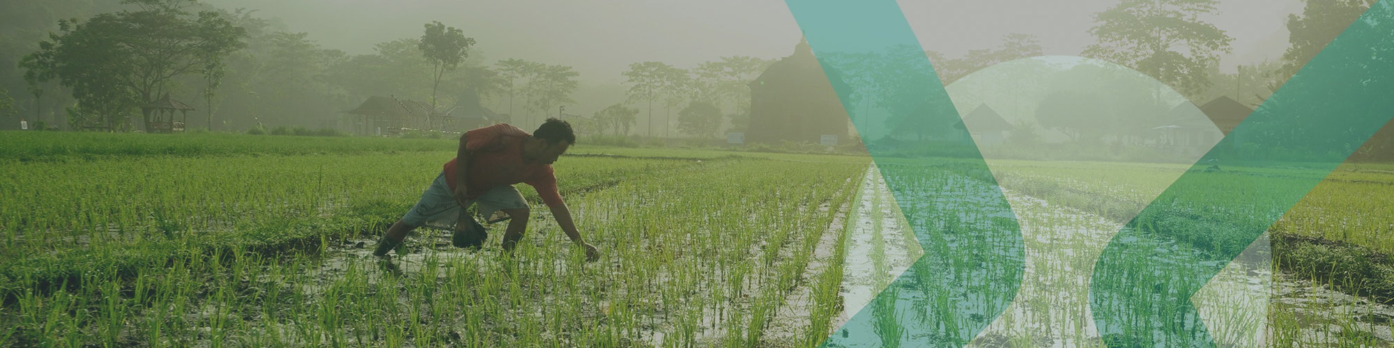 Man in rice field, green, NextWave Partners